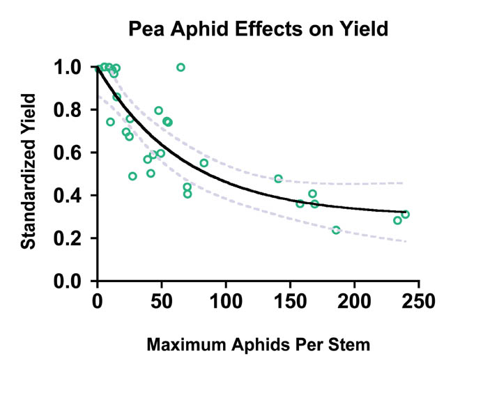 Pea aphid yield loss